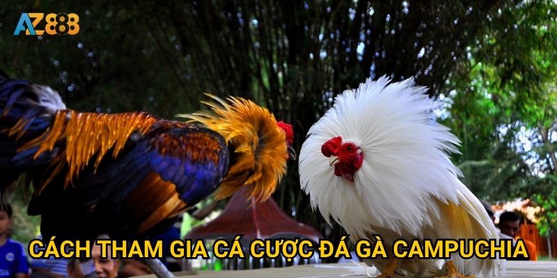 Cách tham gia cá cược đá gà campuchia