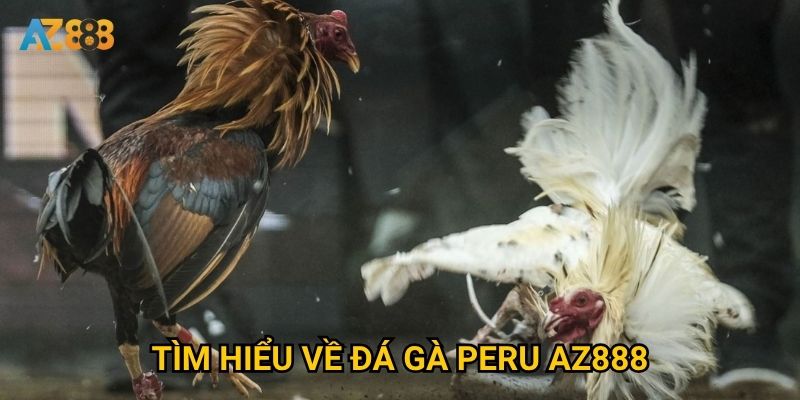 Tìm hiểu về đá gà peru Az888